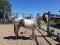 Paint horse enregistré