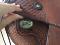 Selle Ortho-flex 16" pour gros cheval