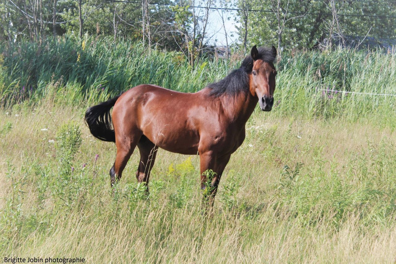 Théo