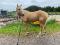 Cheval QH 4 ans pour bonne famille