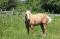 Cheval QH 4 ans pour bonne famille