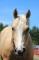 Cheval QH 4 ans pour bonne famille
