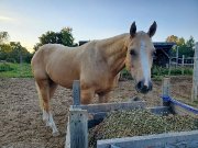 Cheval QH 4 ans pour bonne famille