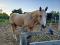 Cheval QH 4 ans pour bonne famille