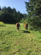 Demi-pension cheval retraité