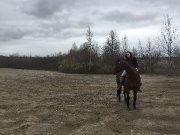 Demi-pension cheval retraité
