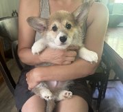 Chiots corgis