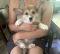 Chiots corgis
