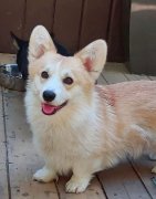 Chiots corgis