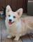 Chiots corgis