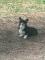 Chiots corgis