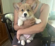 Chiots corgis
