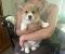 Chiots corgis
