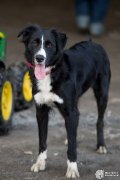Chiots border collie - Mère