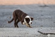 Chiot de la portée précédente