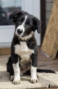 Chiot de la portée précédente, futur chien de zoothérapie