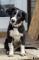 Chiot de la portée précédente, futur chien de...