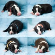 Chiots border collie