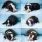 Chiots border collie