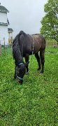 Quater Horse