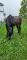Quater Horse