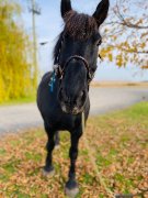 Écurie à louer / à vendre option d'achat
