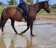PLUSIEURS CHEVAUX DISPONIBLES EN DEMI PENSION
