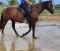 PLUSIEURS CHEVAUX DISPONIBLES EN DEMI PENSION