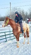 Gelding appaloosa 5 ans