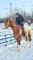 Gelding appaloosa 5 ans
