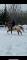 Gelding appaloosa 5 ans