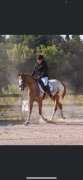 Gelding appaloosa 5 ans