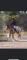 Gelding appaloosa 5 ans