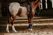 Gelding appaloosa 5 ans