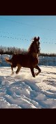 Dutch Harness