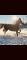 Dutch Harness