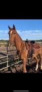 Dutch Harness