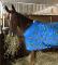 Dutch Harness