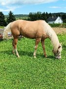 Paint Horse 3 ans