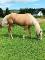 Paint Horse 3 ans