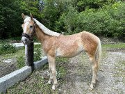 Superbe Haflinger de 2022