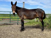 Mule hongre