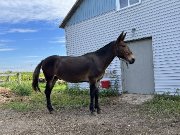 Mule hongre