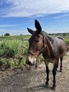 Mule hongre