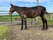 Mule hongre