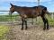 Mule hongre