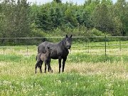 Poulain 2 semaine avec maman