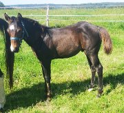 Poulain Paint Horse pp lignée performances