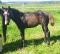 Poulain Paint Horse pp lignée performances