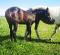 Poulain Paint Horse pp lignée performances